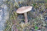 Echinoderma asperum image
