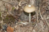 Oudemansiella furfuracea image