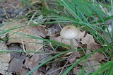 Oudemansiella furfuracea image