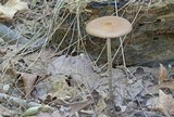 Oudemansiella furfuracea image