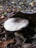 Agaricus rotalis image