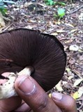 Agaricus rotalis image