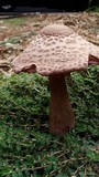 Leucoagaricus americanus image