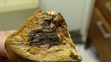 Phylloporia ribis image