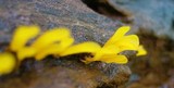 Dacryopinax spathularia image