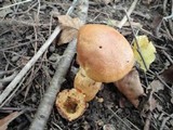 Cortinarius triumphans image
