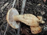 Cortinarius triumphans image