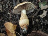 Cortinarius triumphans image