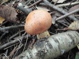 Cortinarius triumphans image