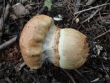 Cortinarius triumphans image