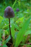 Panaeolus acuminatus image