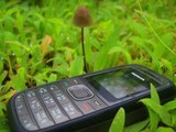 Panaeolus acuminatus image