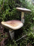Stropharia hornemannii image