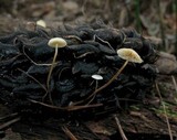 Strobilurus conigenoides image