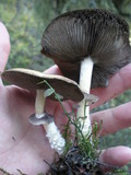 Stropharia hornemannii image