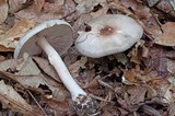 Agaricus vinosobrunneofumidus image