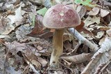 Tylopilus rubrobrunneus image
