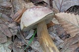 Tylopilus rubrobrunneus image