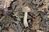 Leccinum pseudoscabrum image