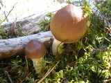 Stropharia hornemannii image