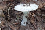 Amanita rubescens var. rubescens image