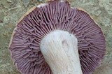 Laccaria ochropurpurea image
