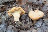 Cantharellus lateritius image