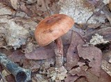 Lactarius camphoratus image