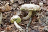 Boletus pallidus image