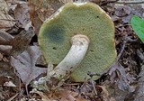 Boletus pallidus image