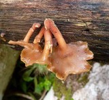 Dacryopinax elegans image