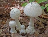 Amanita subcokeri image