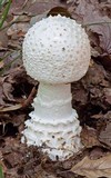 Amanita subcokeri image