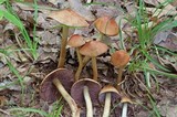 Cortinarius corrugatus image