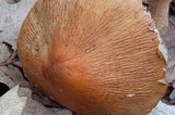 Cortinarius corrugatus image