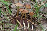 Cortinarius corrugatus image