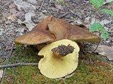 Boletinellus merulioides image