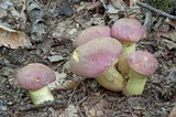 Boletus roseopurpureus image