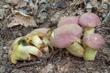 Boletus roseopurpureus image