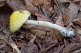 Amanita banningiana image