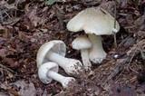 Amanita canescens image