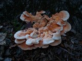 Laetiporus cincinnatus image
