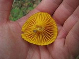 Hygrocybe nitida image