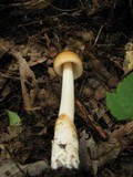 Amanita sect. Vaginatae image