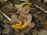 Cantharellus ignicolor image