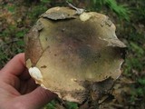 Russula variata image