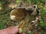 Russula variata image