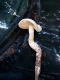 Amanita magniradix image