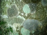 Trypethelium virens image