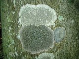 Trypethelium virens image